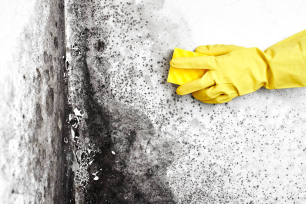 Best Commercial Mold Removal  in Bonnie Brae, IL