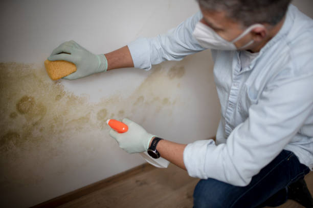 Best Attic Mold Removal  in Bonnie Brae, IL