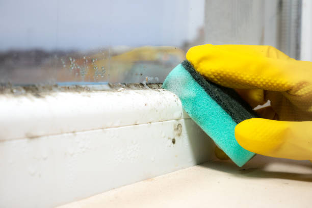 Best Certified Mold Removal  in Bonnie Brae, IL
