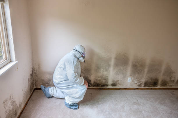 Best Mold Removal Company Near Me  in Bonnie Brae, IL