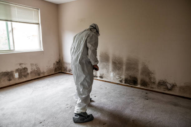 Best Toxic Mold Removal  in Bonnie Brae, IL
