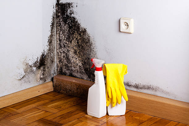 Best Black Mold Removal  in Bonnie Brae, IL