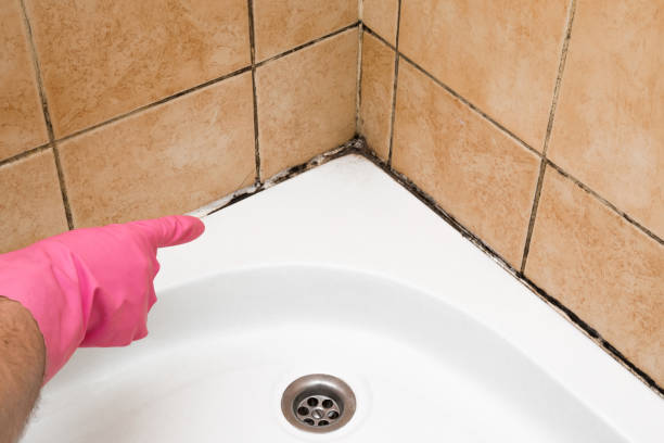 Best Home Mold Removal  in Bonnie Brae, IL